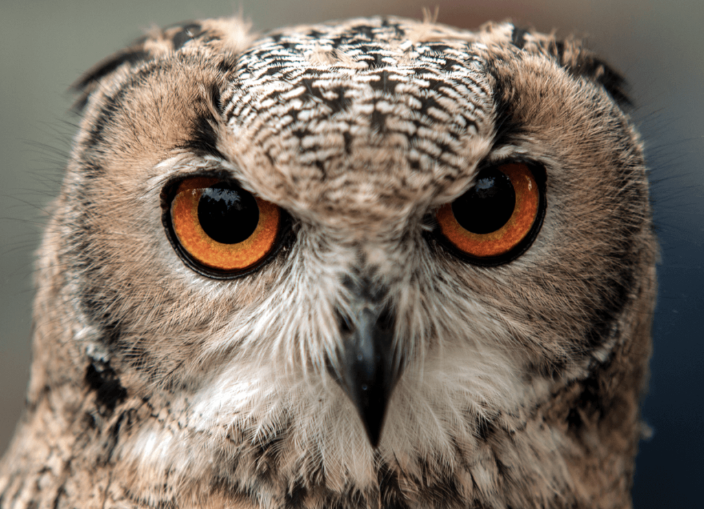 Eyes only for marketing basics